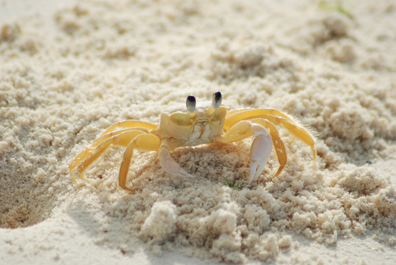 Is This Zodiac Crab Right For You